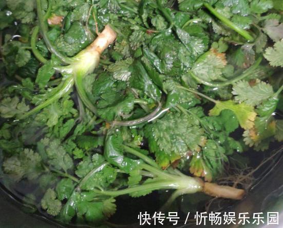 调味菜|香菜吃不完,婆婆用这种方法保存,香菜新鲜脆嫩,放一年都不会坏