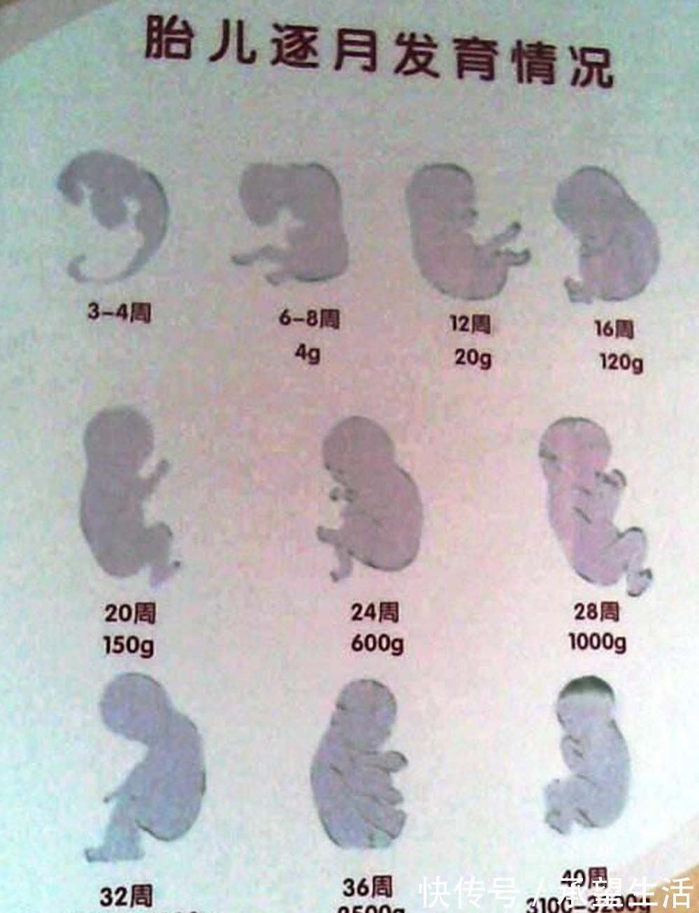 生命|怀孕过了这月，腹中宝宝才算上个真正的“胎儿”，有了生命的意义