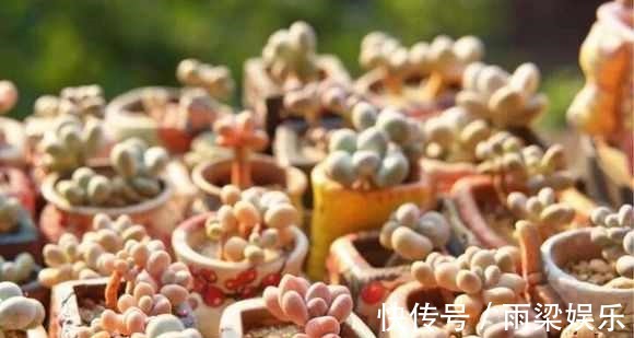 有一种多肉叫别人家的,学会3招成你家,新手涨姿势啦