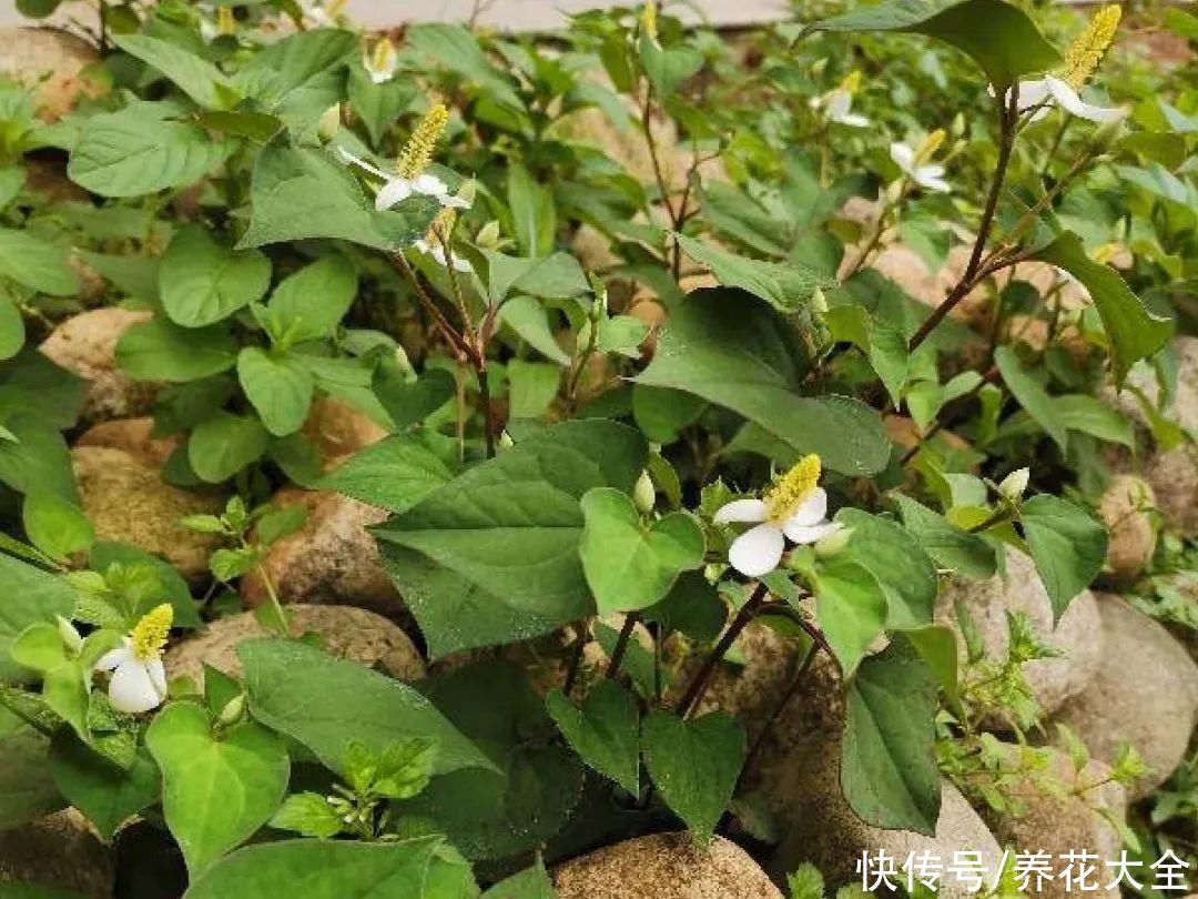 农村8种草，是“下火”药草，现在越挖越少