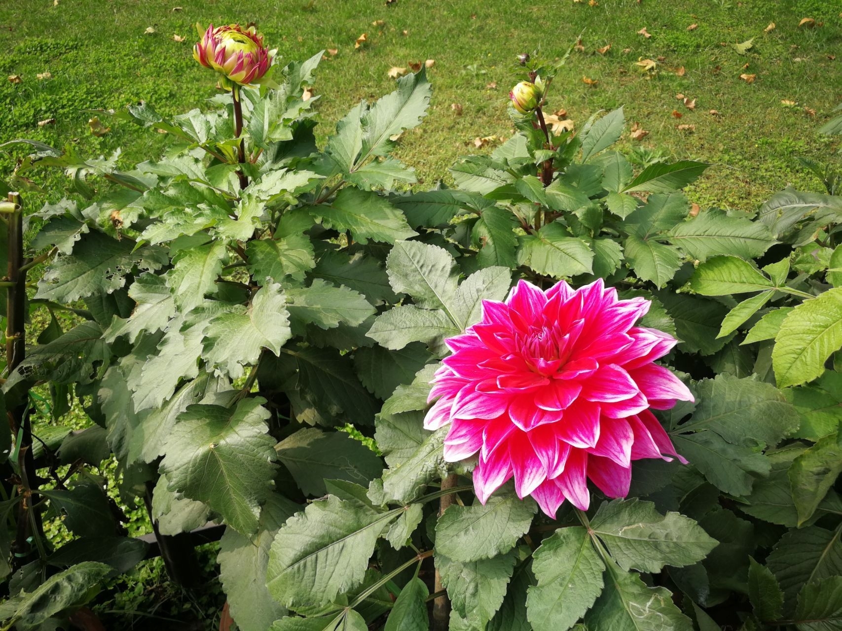 此花姹紫嫣红，串串红如火如荼，堪同牡丹媲美，是富贵的象征