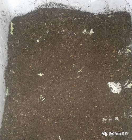 自制4种营养土,再也不板结烂根,大白根能挤破盆!