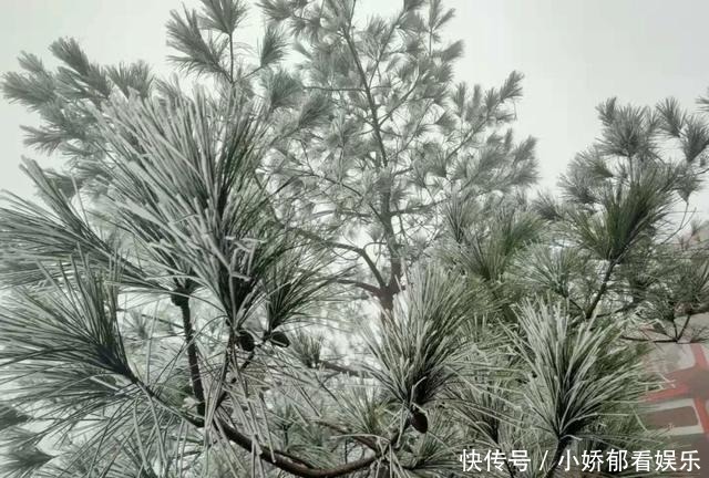 贵州|快看！贵州黔东南雷公山上处处银装素裹，风景美翻了……