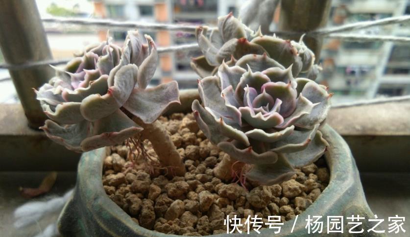花友|这3类多肉盆栽价钱合适也不值得入手，养不久、养不活