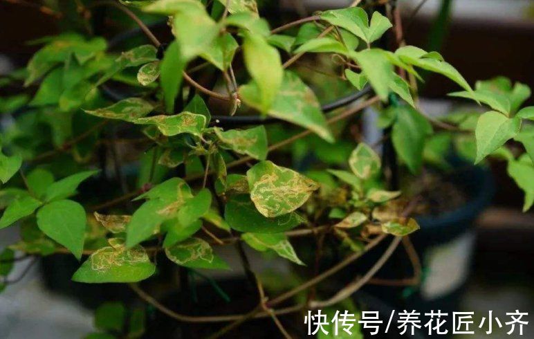 冬天花搬到室内，要记住“三防”，这样才能长势旺盛，开花多