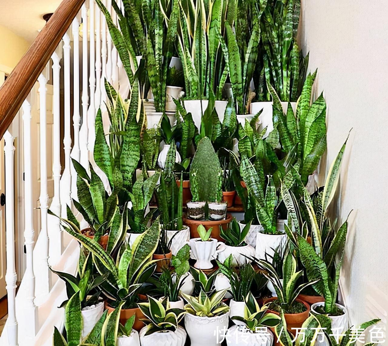 虎皮兰有“3怕两不喜”,难怪不爱出小芽,还越长越难看