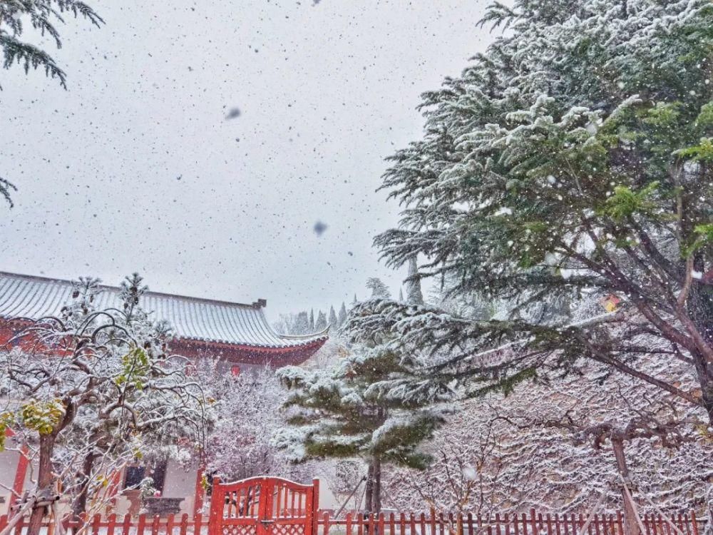 景区|惊艳！龙口南山景区迎初雪，这画面太美......