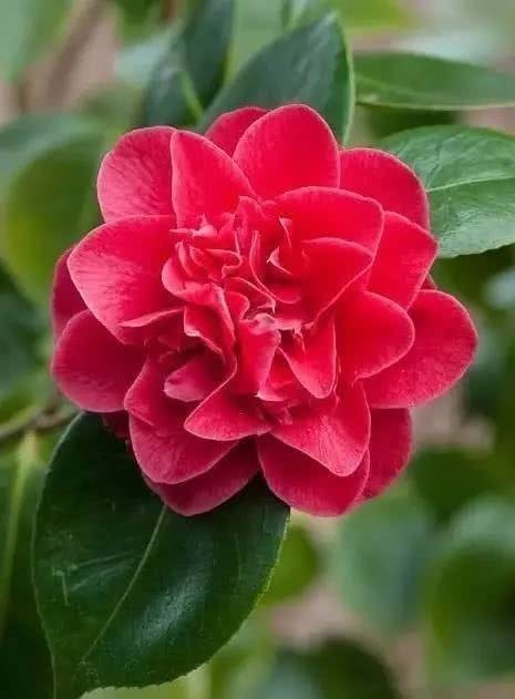 山茶花|传统名花 山茶花