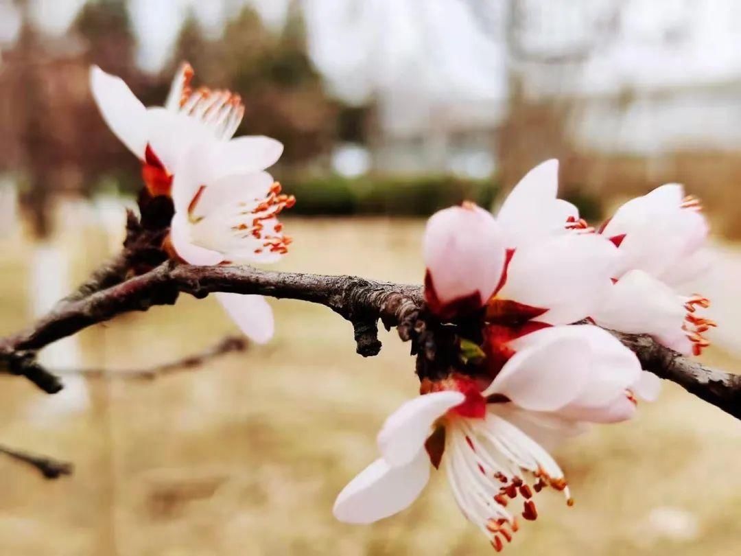 是的，花开了！