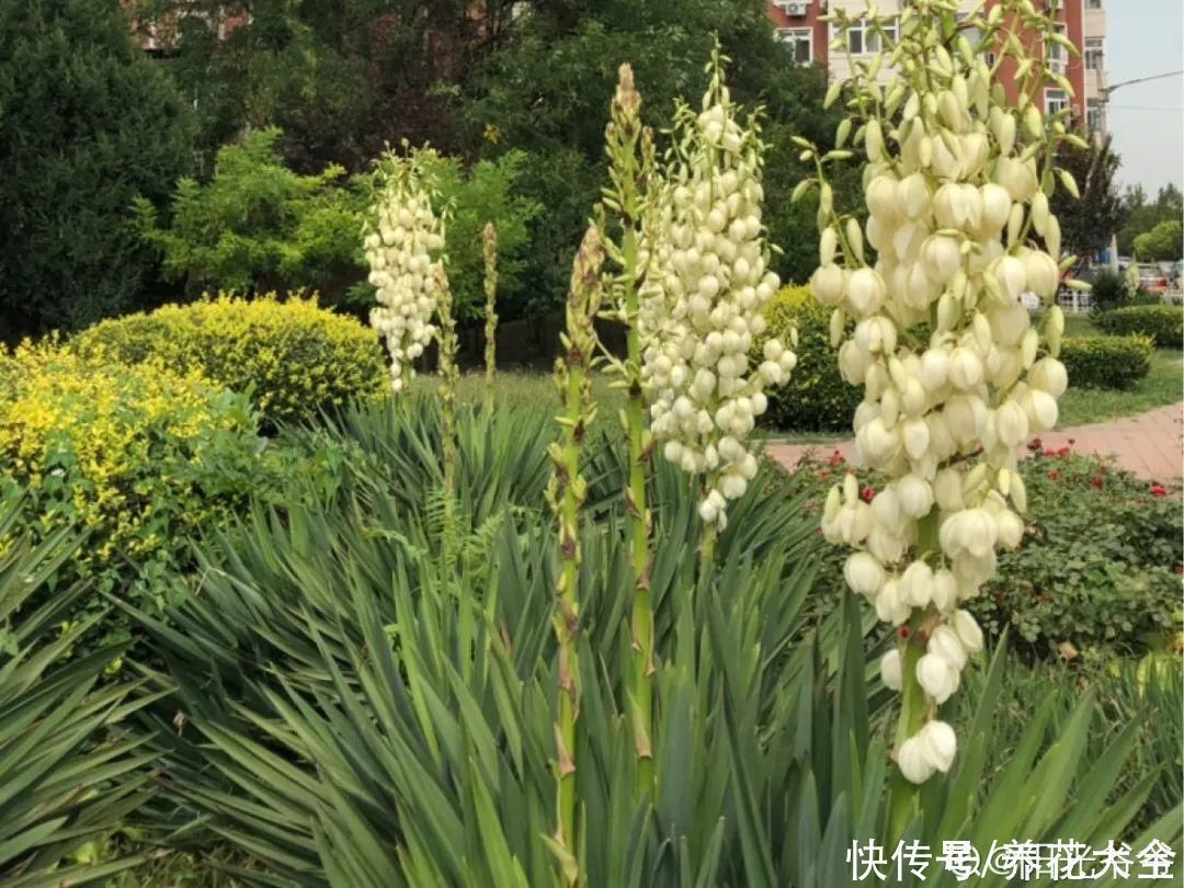 16种特长寿的植物,养十年以上,那都算年轻