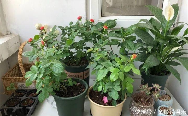 晒不死的6种花,扔阳台不用管,越晒花越多!