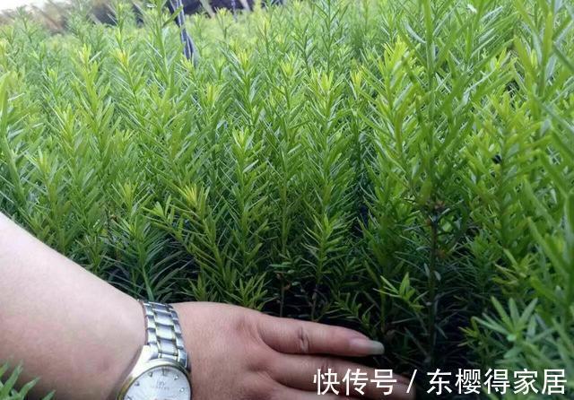 授粉|红豆杉只开花不结果,只要找准原因及时解决,满树结满红果果