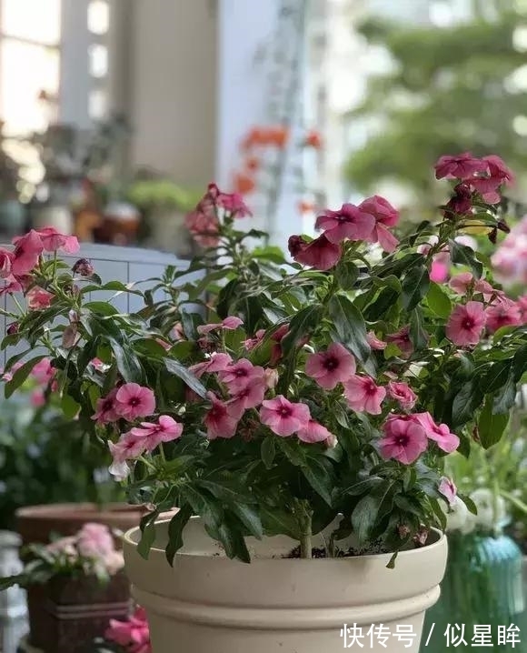 蓝雪|2种花不怕热，越热越开花，一开200多天，现在种1个月就开爆！