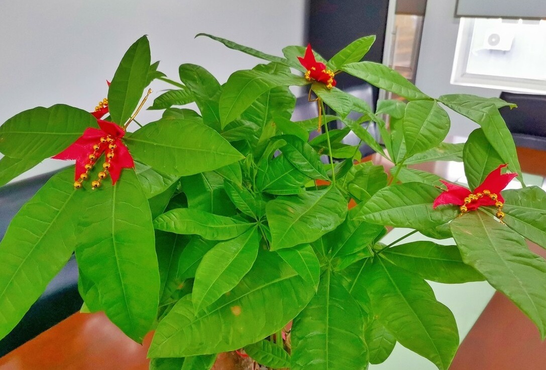 “客厅见叶,家大业大”,8种盆栽任选一种,高雅“贵气”寓意好