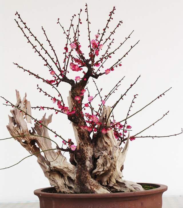 赏梅|越养越金贵的“4种花”,能活上百年,老了就是“传家宝”