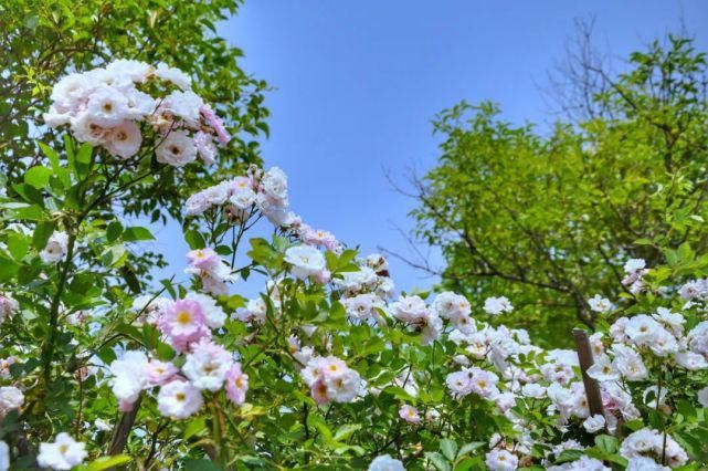 是去花海里畅游，还是去寻味历史，这个地方你说了算