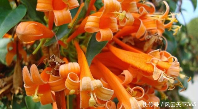 漂亮|夏天养花就养此3种，好养易活开花漂亮，夏天也能养出小花园