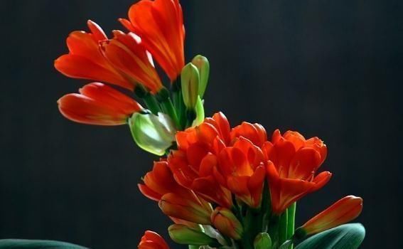 君子兰一年到头“只见叶”盆里加勺“它”,花儿立刻爆出盆