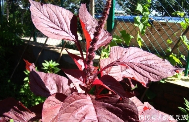 野菜|农村地里这4种野菜,万一吃过三种以上的,肯定是地道老农村!