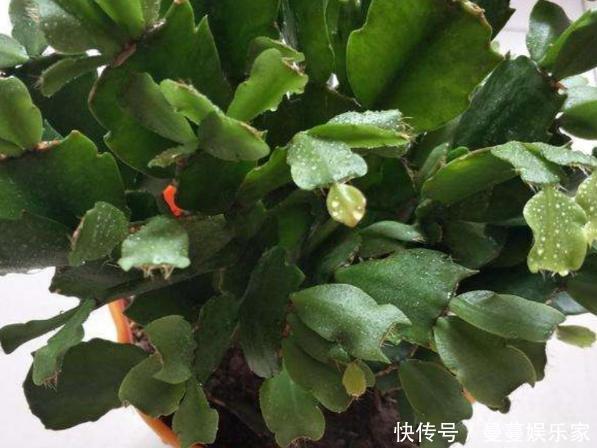 养蟹爪兰，这么浇水不仅不会死，反而开花越来越多