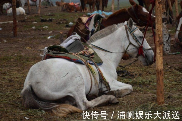 四大名著@西游记中,唐僧的坐骑白龙马有两大绝活,为何取经路上不轻易用