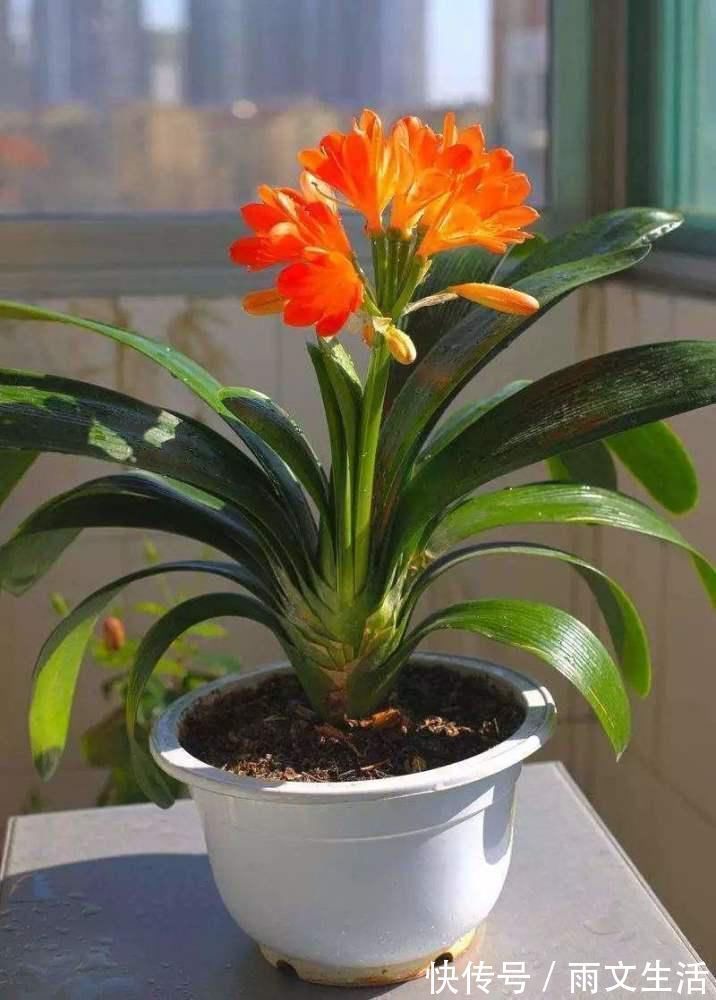 开花|养君子兰的要注意了,12月是黄金时期,能不能开花就看这个月份