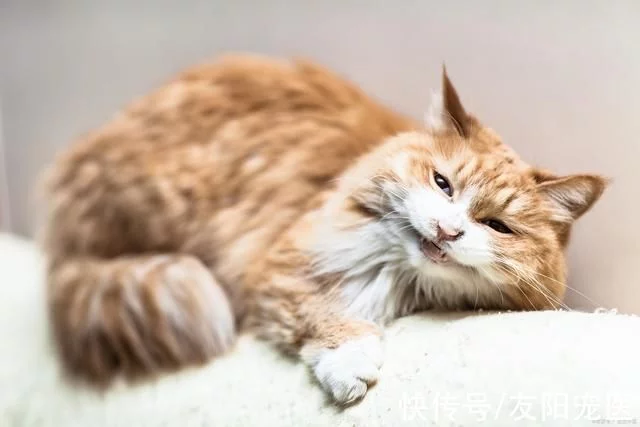 价格廉价的宠物猫小心有坑!常见品种猫咪价格