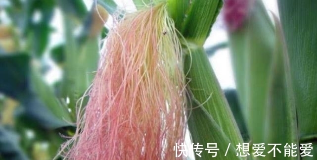 食物|一旦确诊“前列腺炎”,4种食物没事多吃点,或许会起“大作用”