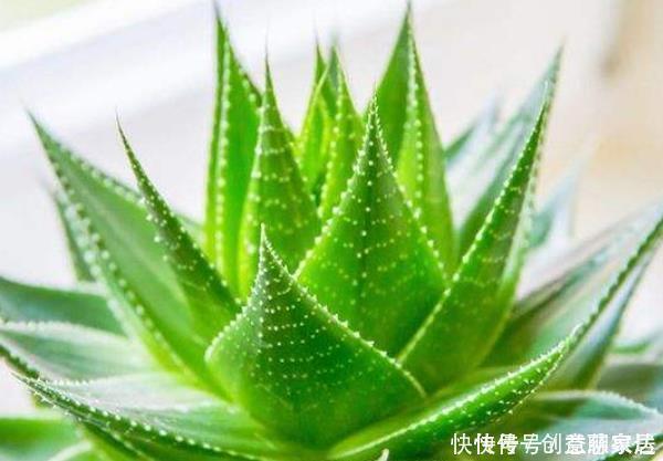 银皇后银皇后|家中有4种花,堪称''疾病的克星'',净化空气,全家人都受益