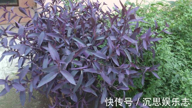 扦插|紫竹梅扦插有技巧,做好几点,生根快,轻松一盆变多盆