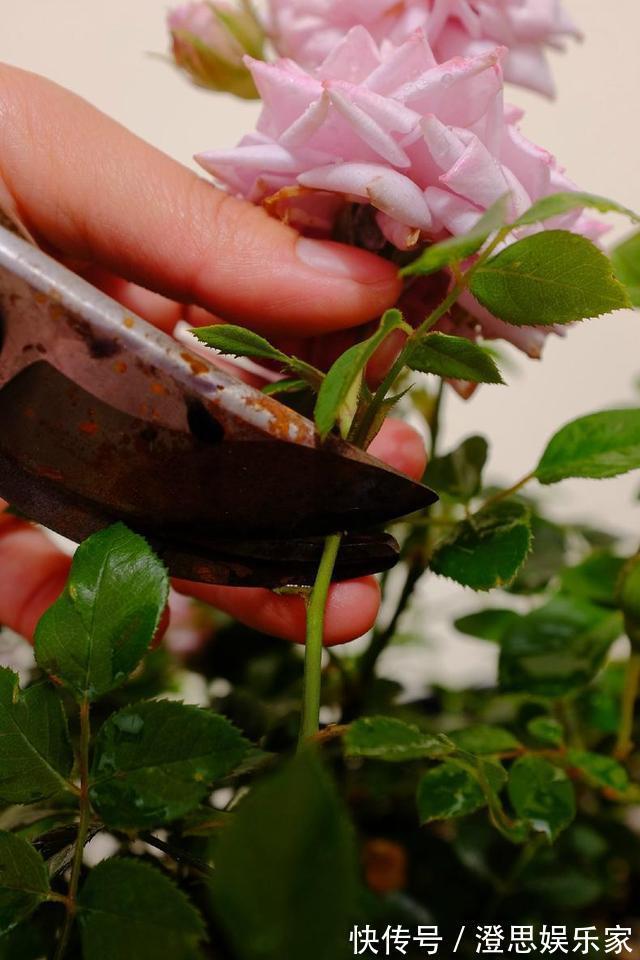 大岩桐|夏天扦插花卉,挑选“1种”枝条,7天冒白根,事半功倍,新手都会