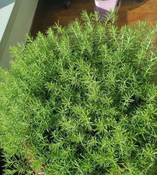 “最累”的8种花,花开连续几个月,一次开花几百朵!