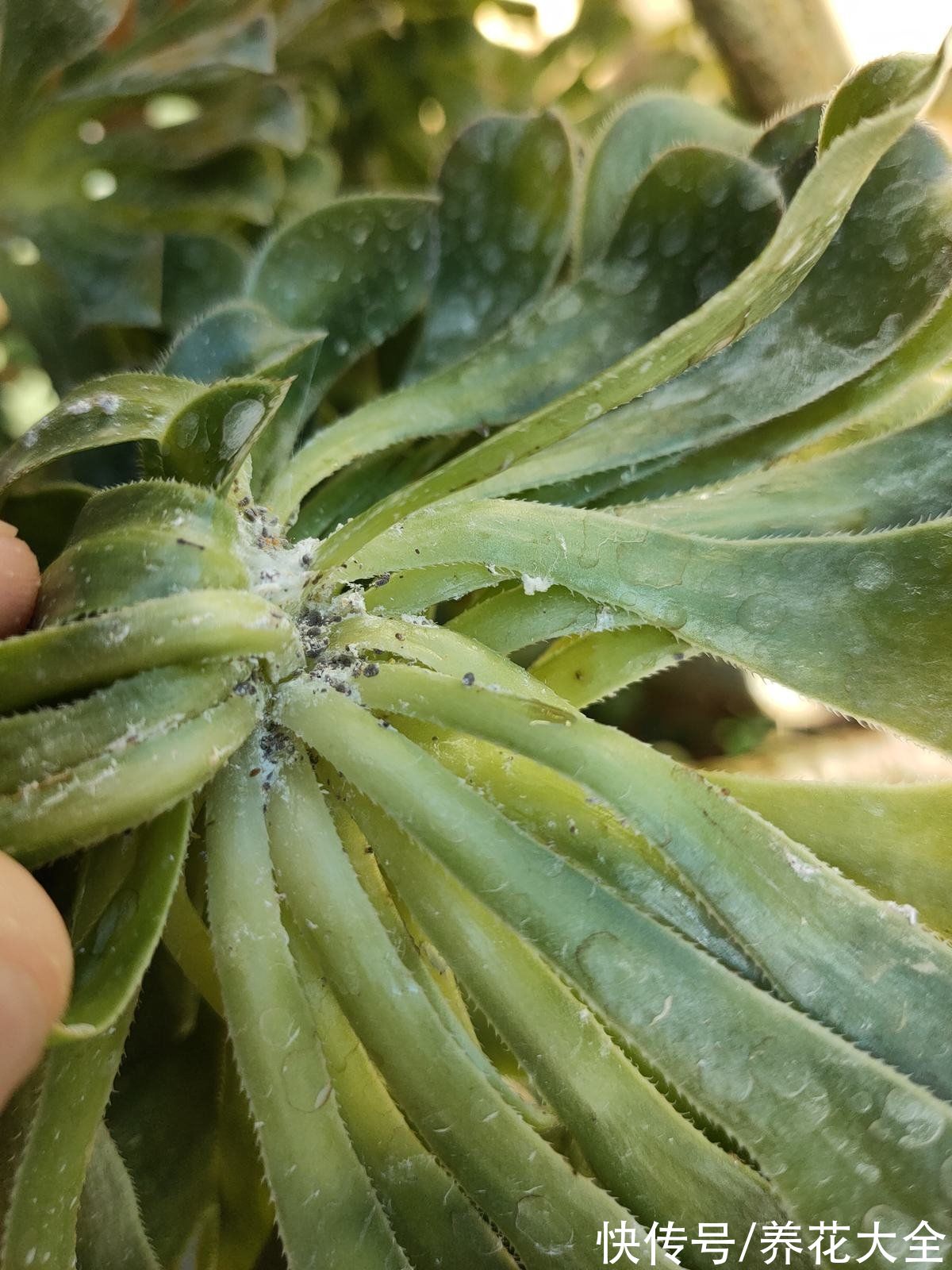 养花|杀虫的好时机到了，要想虫卵一窝端，得在土里铺一层“小东西”