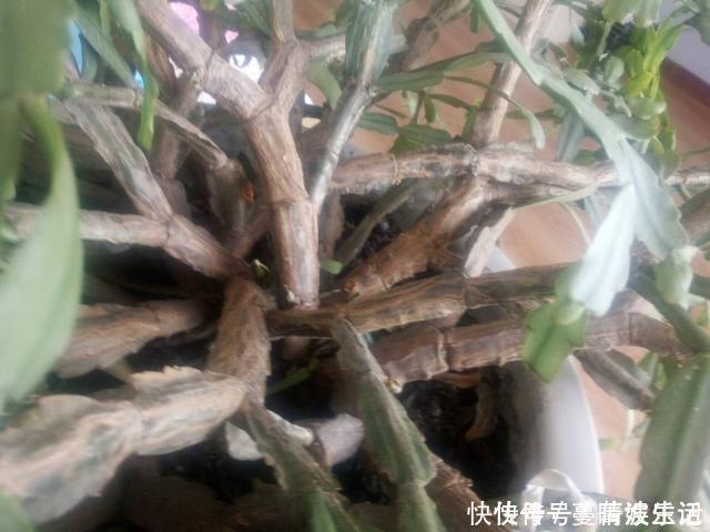 休眠期|蟹爪兰叶子“软塌塌”？教你做3步，嗖嗖冒新叶，入冬花朵爆盆