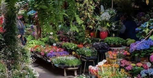 逛花市,看到“1种花卉”,记得买回家,被称为“镇宅花”,好养