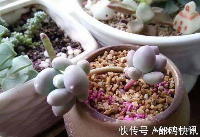 多肉长虫了怎么办3个小方法，虫子一个都不见，叶片又肥又美