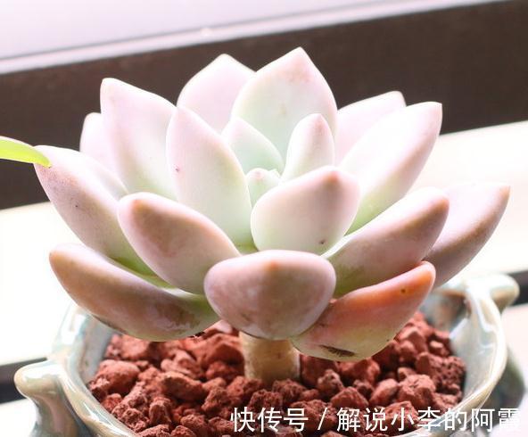 导致多肉植物服盆期死亡的六大勤快行为,看看你有吗