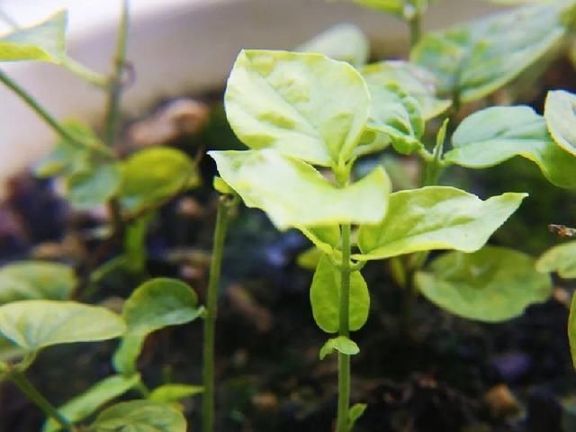 椰糠土|6月,最适合扦插的花,一插就活,大白根冒疯了