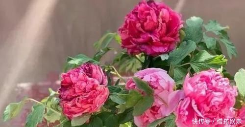 盆栽花草该如何正确浇水掌握3点诀窍,不用怕浇一盆死一盆