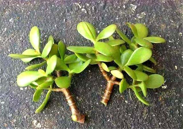 玉树扦插生根难掌握7个要点，后期精细养护，1个月生根长新芽