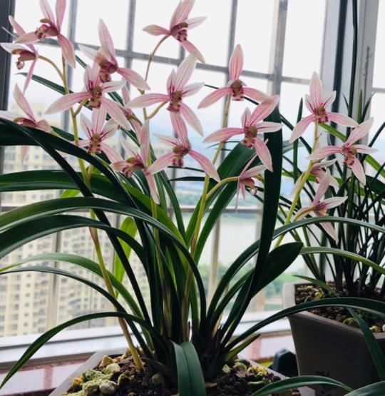 阳台养兰花,牢记掌握“3个要点”,不烂根无病害,出芽率高