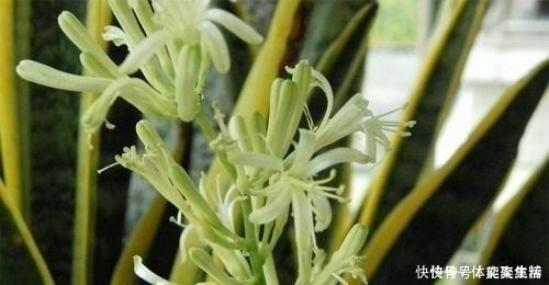 养护|春养虎皮兰，4点“伺候好”，才能长高高，开花特仙气，好运临门！