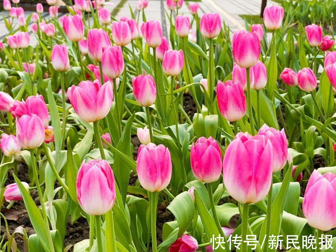 郁金香|上海这里刷屏了！30万株反季节郁金香盛开！提前感受早春氛围