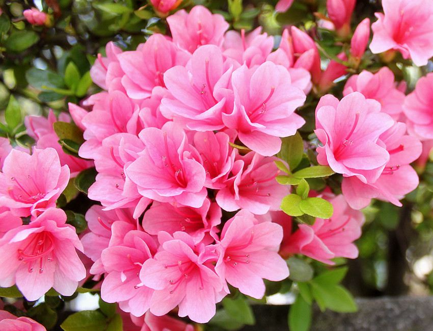 如何养殖杜鹃花,注意几点,轻轻松松爆满盆,花色艳丽明亮