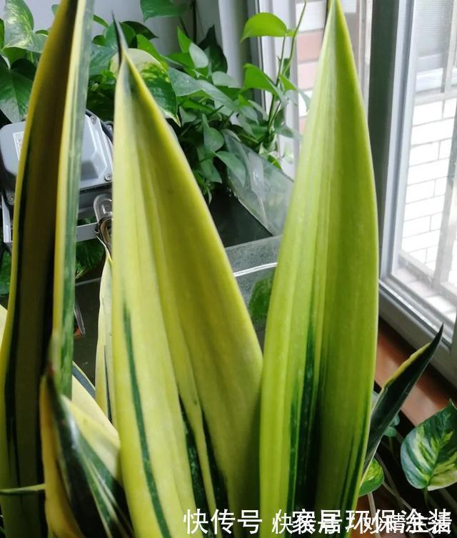 高手|高手都不用自来水浇花,用这3种水,叶片水灵灵,花朵娇艳艳