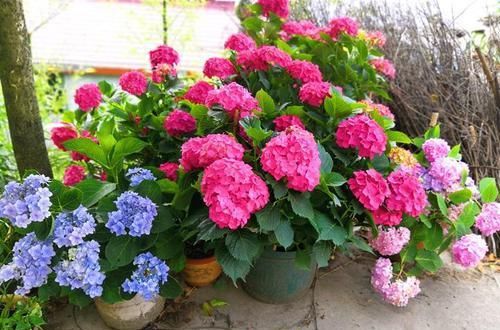 养花不在多，阳台种一棵“玫红妈妈”，花大色艳，开花满阳台