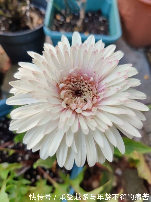 浇水别洒到叶子上，尤其是这6种，不然烂叶烂花芽