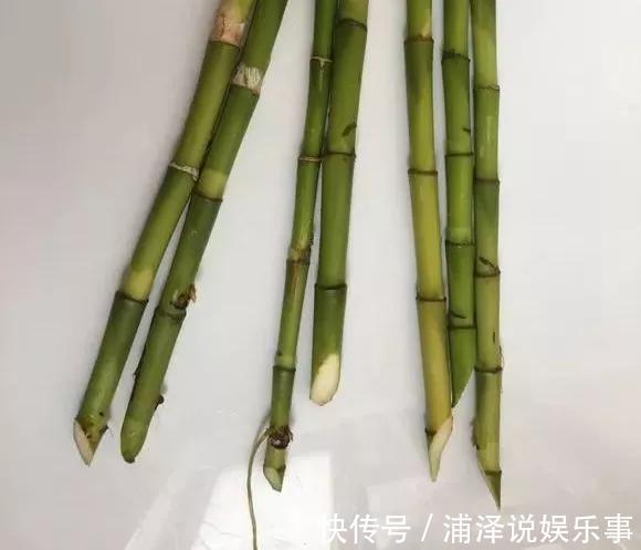 富贵竹根不好,放铁钉也没用,3个技巧,根儿白又壮!