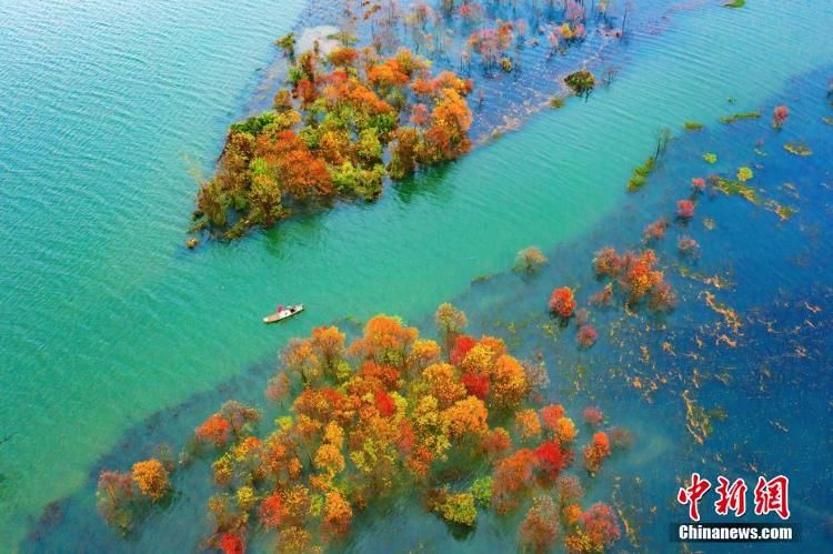 赣江|航拍赣江江西吉水段水域红树林 景色美如画