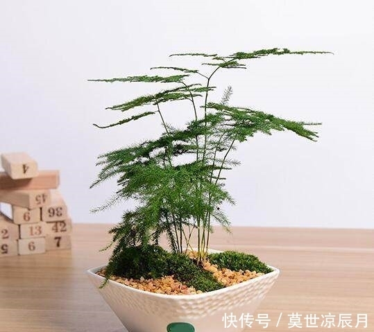 辟邪|四种镇宅辟邪盆栽，你家有吗？